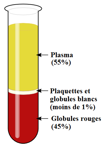 composition du sang